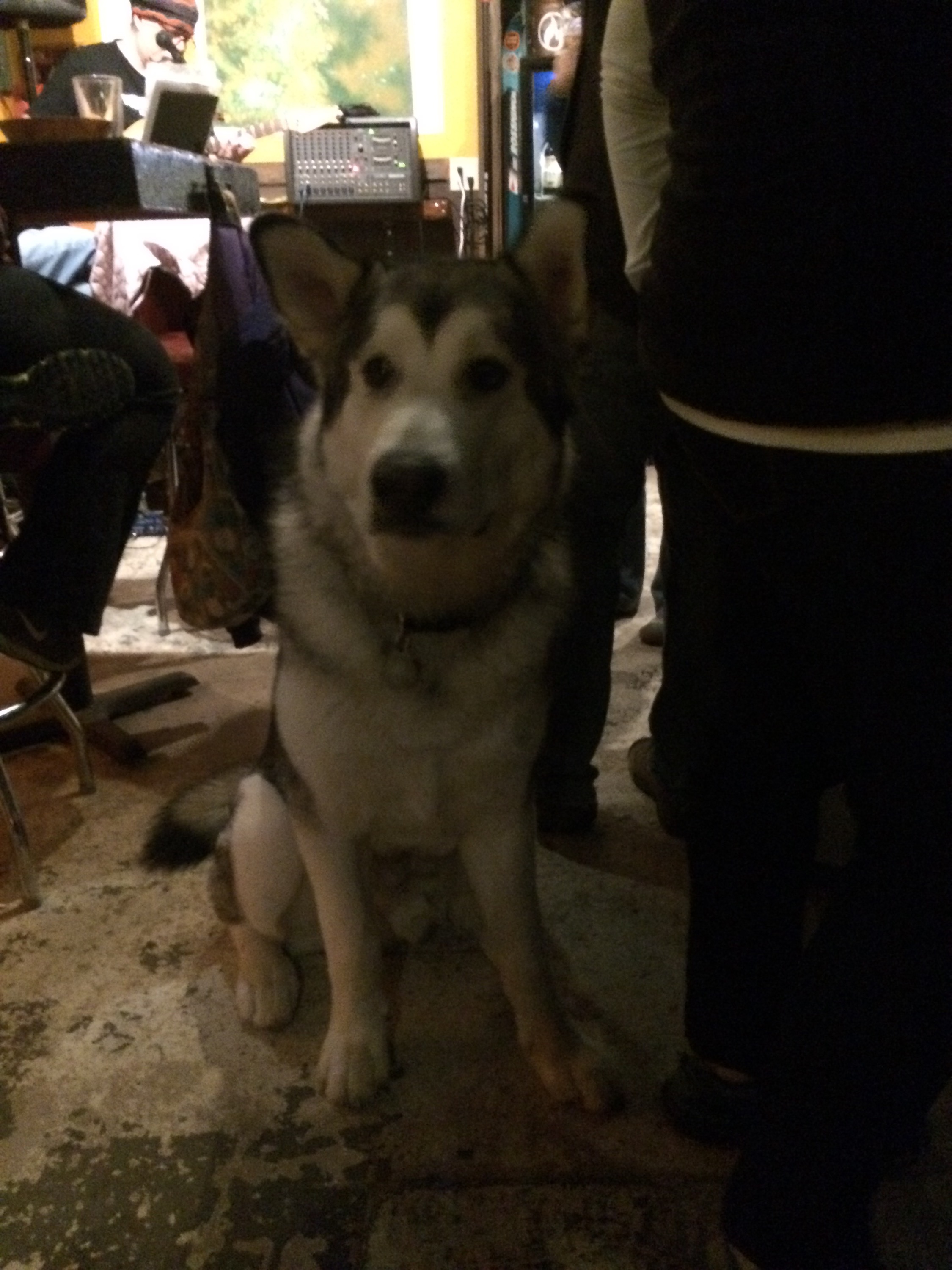 This bear/dog was missing his cone of shame at the time of our visit. 