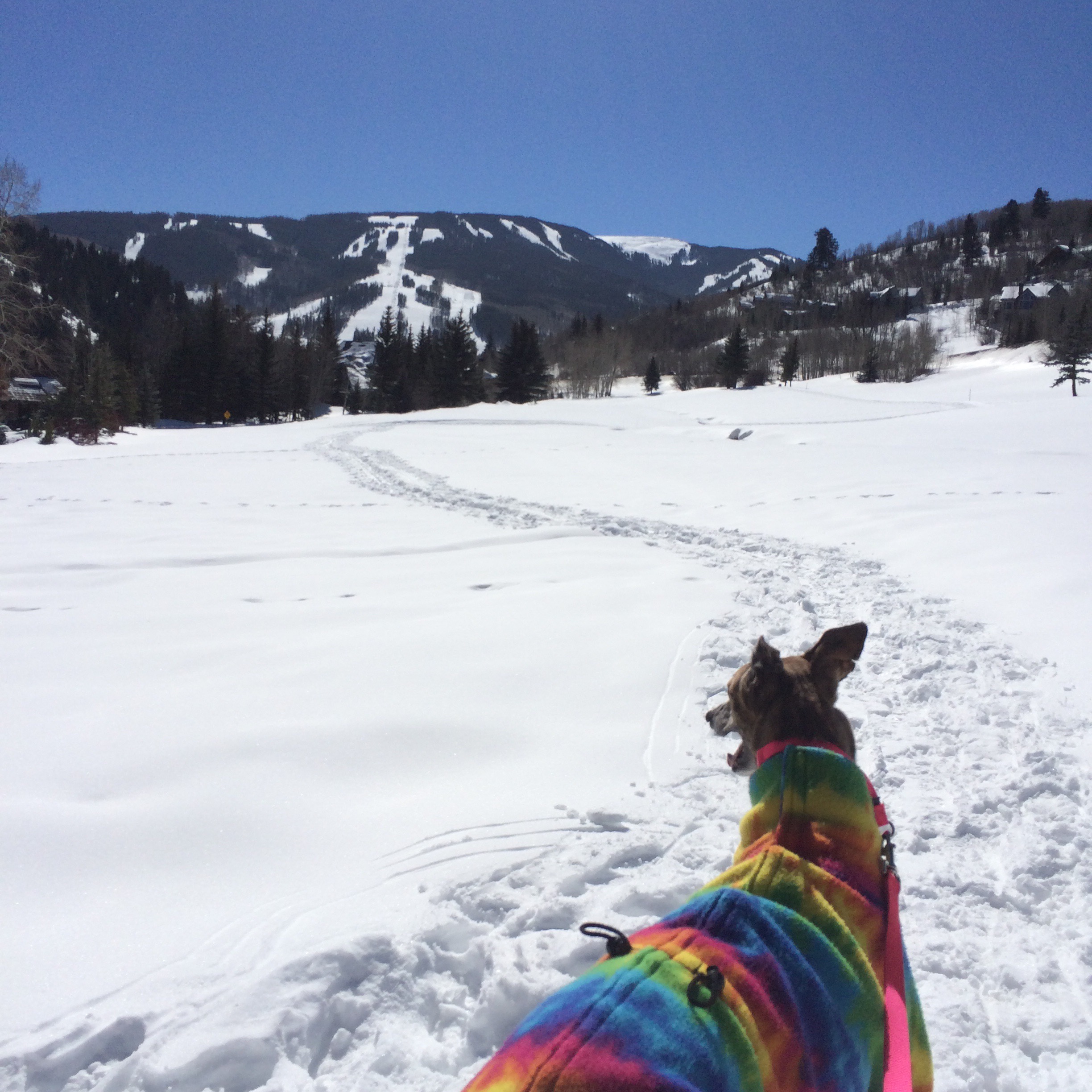 Beaver Creek, were even the dogs are better dressed than I.